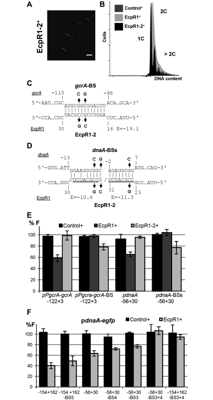 Validation of the predicted EcpR1 binding sites in the <i>gcrA</i> and <i>dnaA</i> mRNAs.