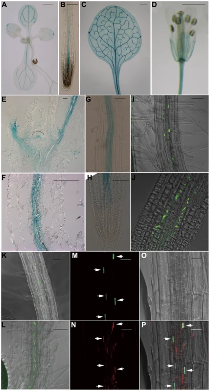 <i>JMJ18</i> is expressed predominantly in companion cells.