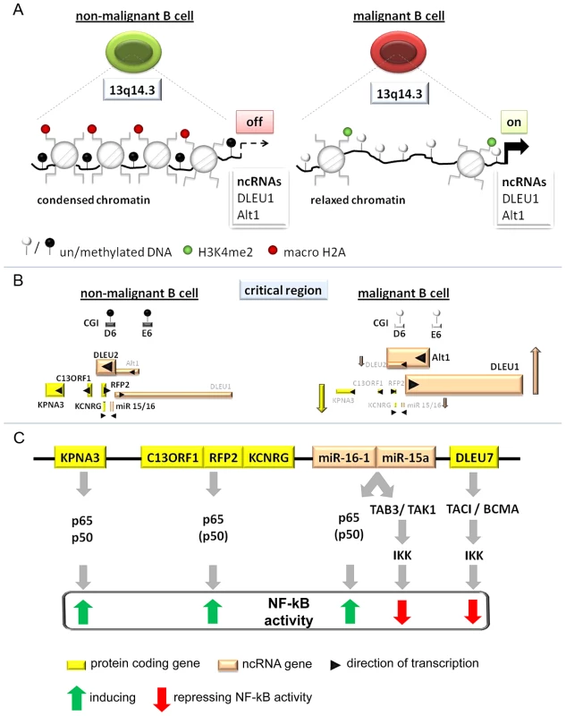Model of the tumor suppressor mechanism localized in 13q14.3.