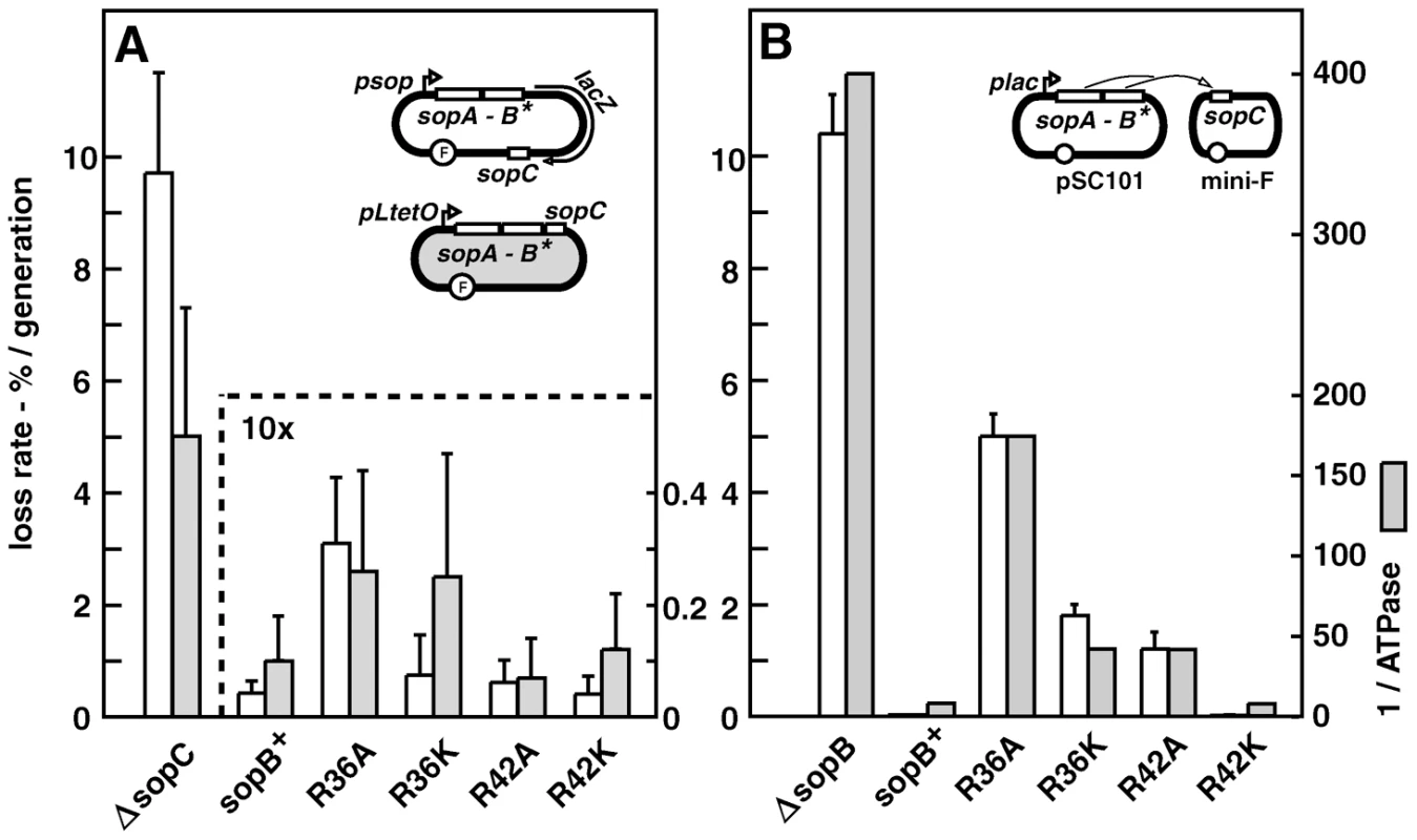 Effect of SopB R36 and R42 mutations on mini-F stability.