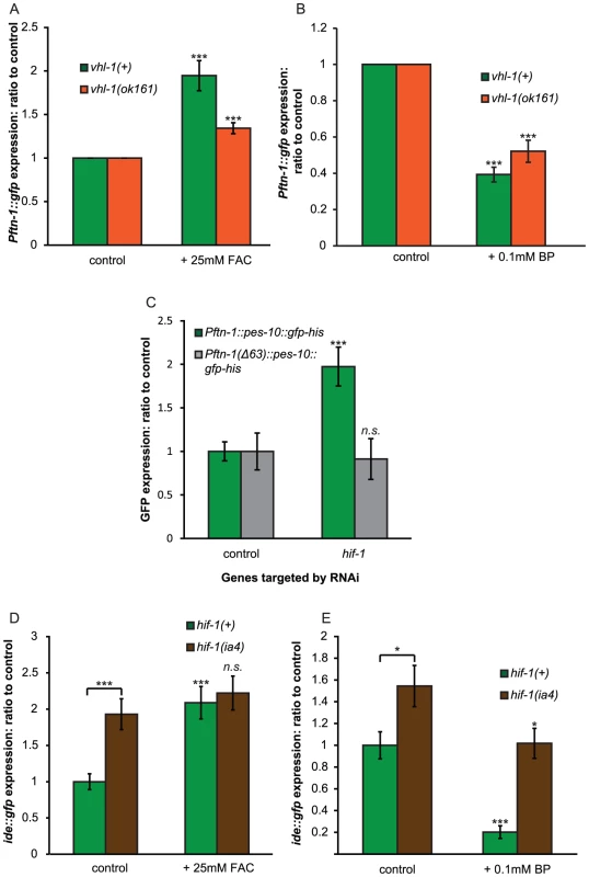 HIF-1 represses expression via the iron-dependent element (IDE).