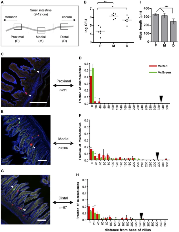 Distribution of fluorescently labeled <i>V. cholerae</i> in the infant mouse small intestine.