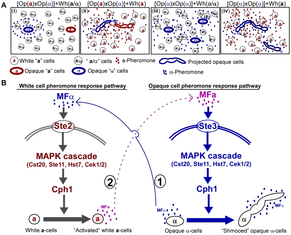 Schematic models for the role of white cells in opposite- and same-sex mating of opaque cells.