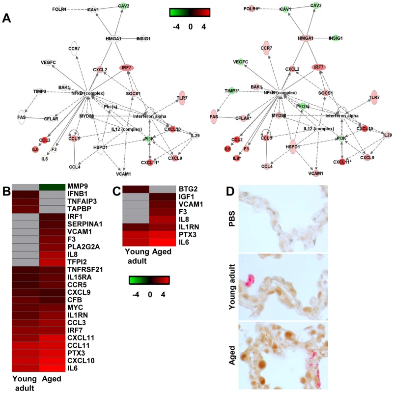 NF-κB-signalling in aged and young adult macaques.