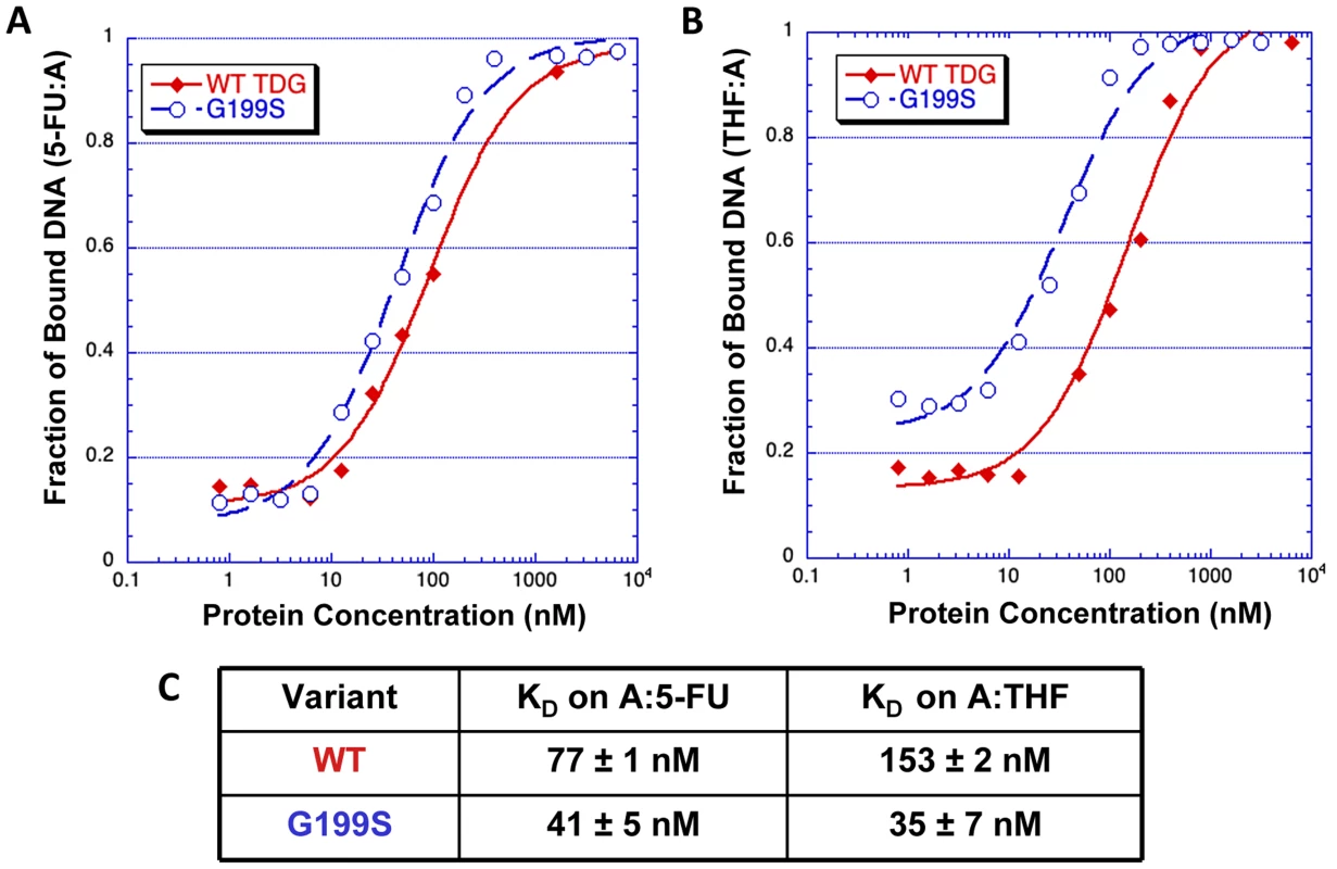 G199S has a slightly higher affinity for the 5-FU:A lesion and binds significantly more tightly to its abasic product.