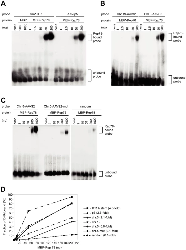 Binding of MBP-Rep78 to Rep-binding sites of AAV-2 and of chromosomal integration hotspots.