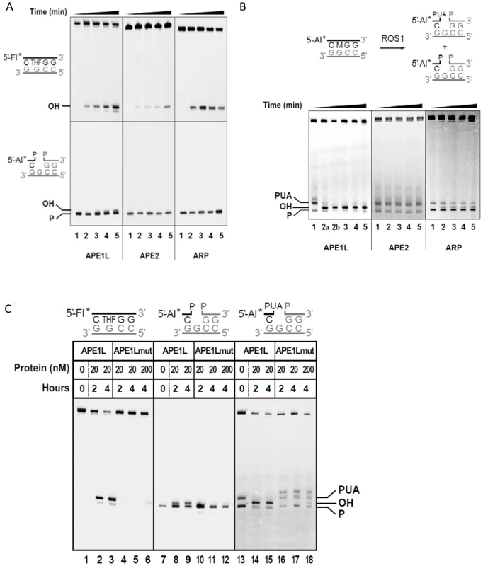 DNA repair activities of APE1L, APE2 and ARP.