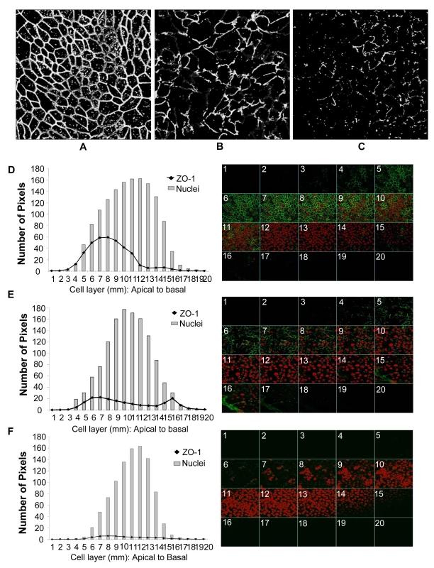 Genital EC monolayers were fixed after 4 or 24 hours post-HIV-1 exposure and stained for ZO-1 (green) and nucleus (red).