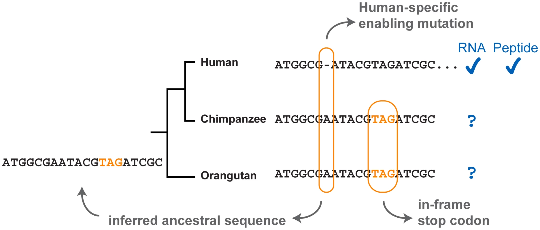 Evidence in the detection of novel genes.