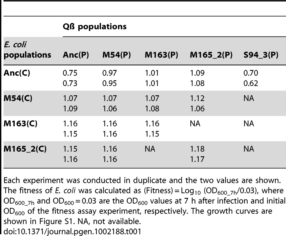 Fitness of ancestral and evolved <i>E. coli</i>.