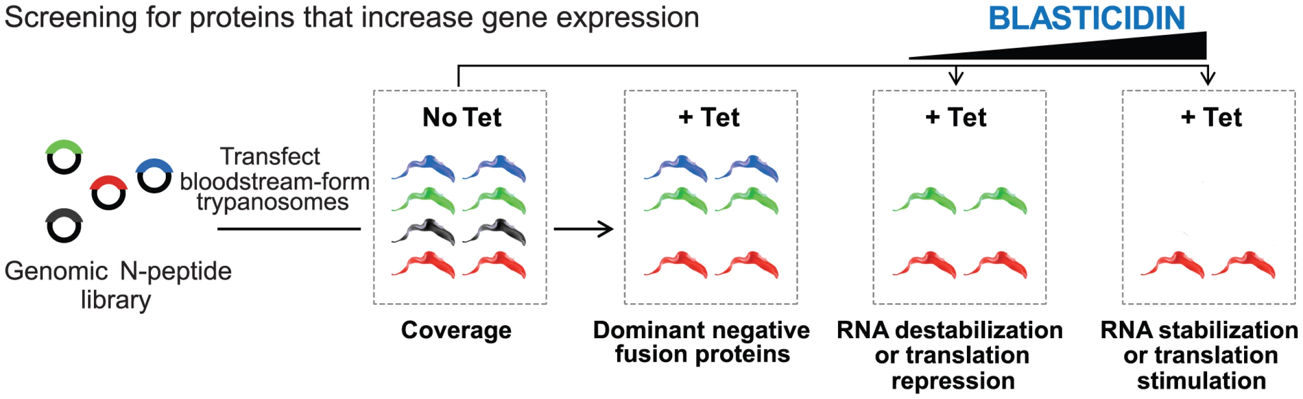Schematic of the overexpression library and the growth conditions analyzed.