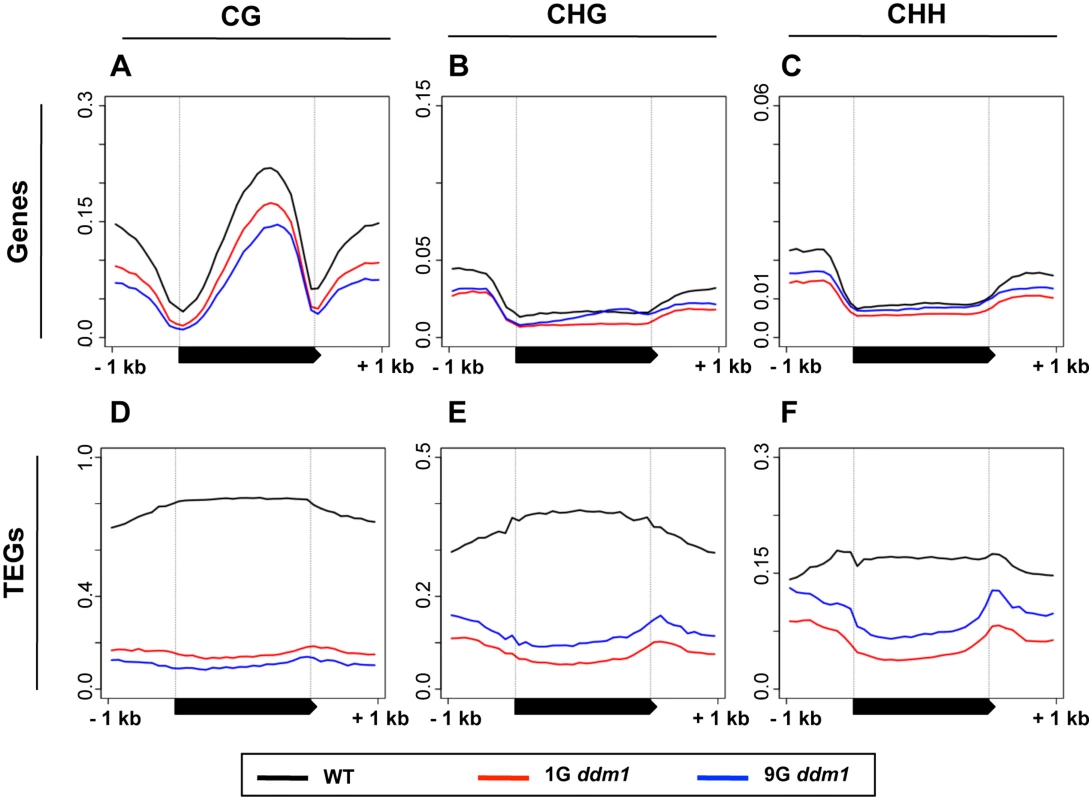 DNA methylation in <i>ddm1</i> mutants before and after repeated self-pollination.