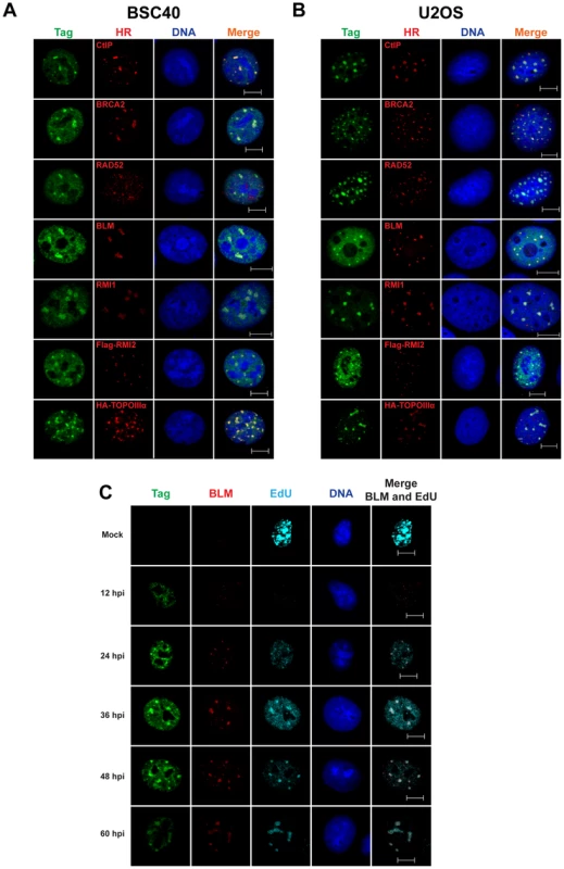SV40 DNA replication centers colocalize with HDR proteins.