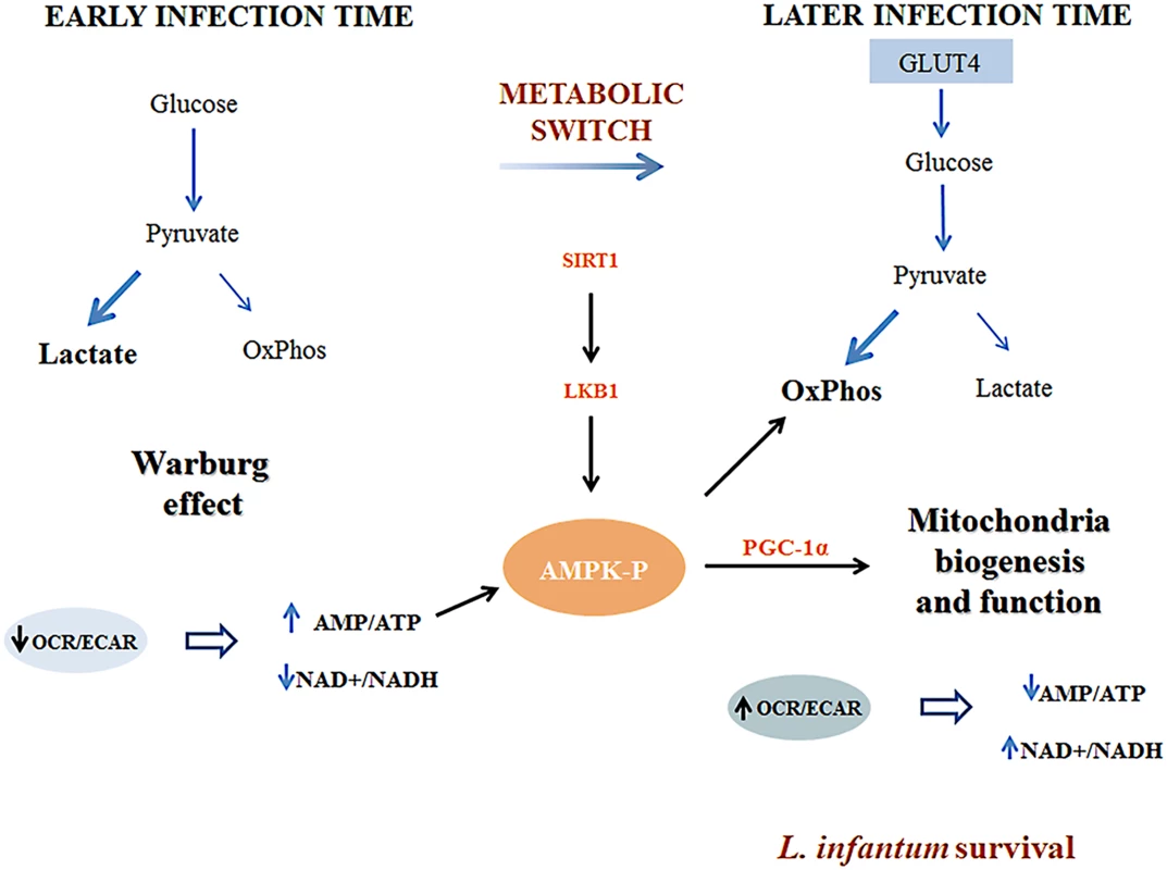 Representative scheme of the proposed model by which <i>Leishmania infantum</i> modulates host macrophage mitochondrial metabolism.