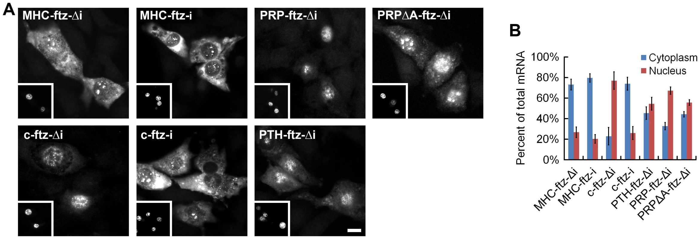 SSCRs derived from 5UI<sup>−</sup> genes promote mRNA nuclear export.