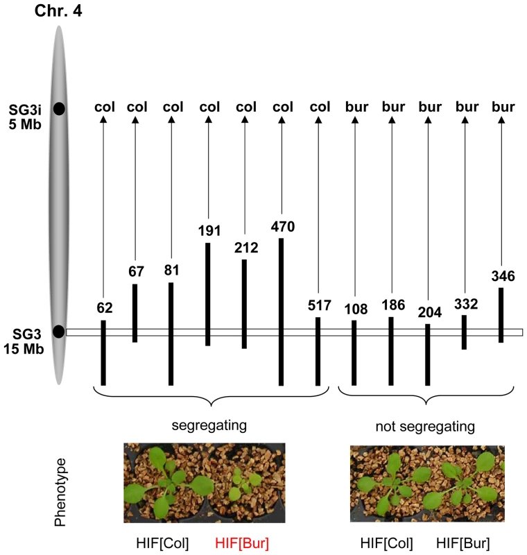 Confirmation of the phenotypic effect of SG3 and its interaction with SG3i.