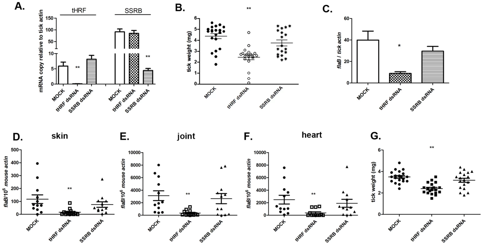 Silencing <i>tHRF</i> impairs tick feeding and <i>B. burgdorferi</i> transmission.