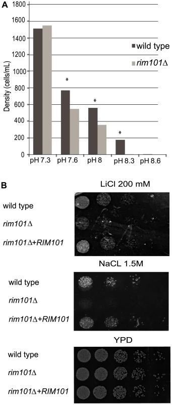 Rim101 retains conserved phenotypes from other fungal species.