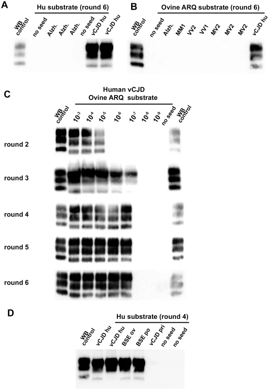 vCJD/BSE, sCJD and Alzheimer seeded Protein Misfolding Cyclic Amplification reactions using brain from transgenic mice as substrate.