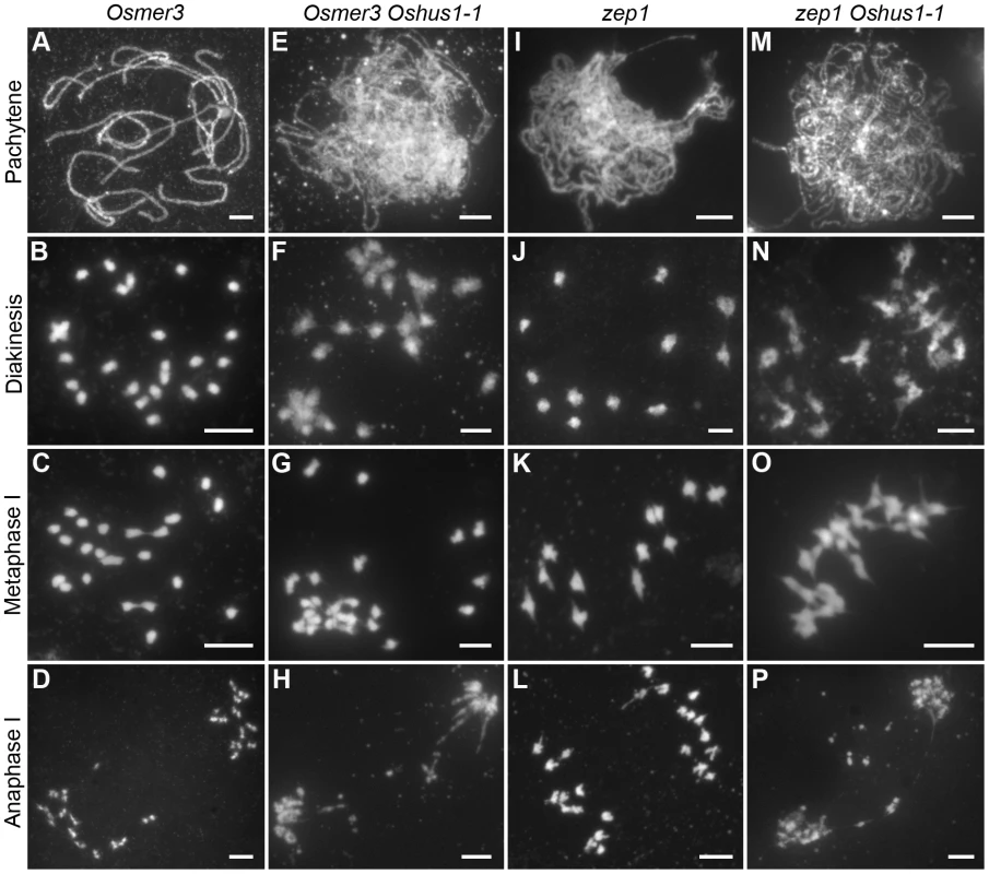 DAPI staining of <i>Osmer3, Osmer3 Oshus1-1</i>, <i>zep1</i> and <i>zep1 Oshus1-1</i> mutant.