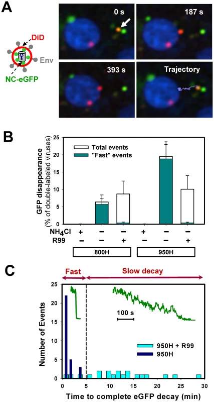 Detection of fusion between single EnvA-pseudotyped viruses and endosomal membranes.