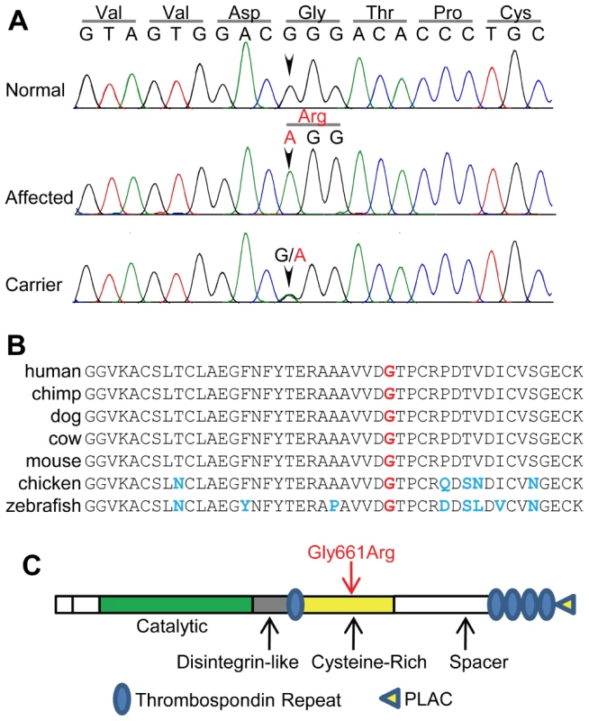 The 56097365 G->A variant is within a highly conserved region of <i>ADAMTS10</i>.