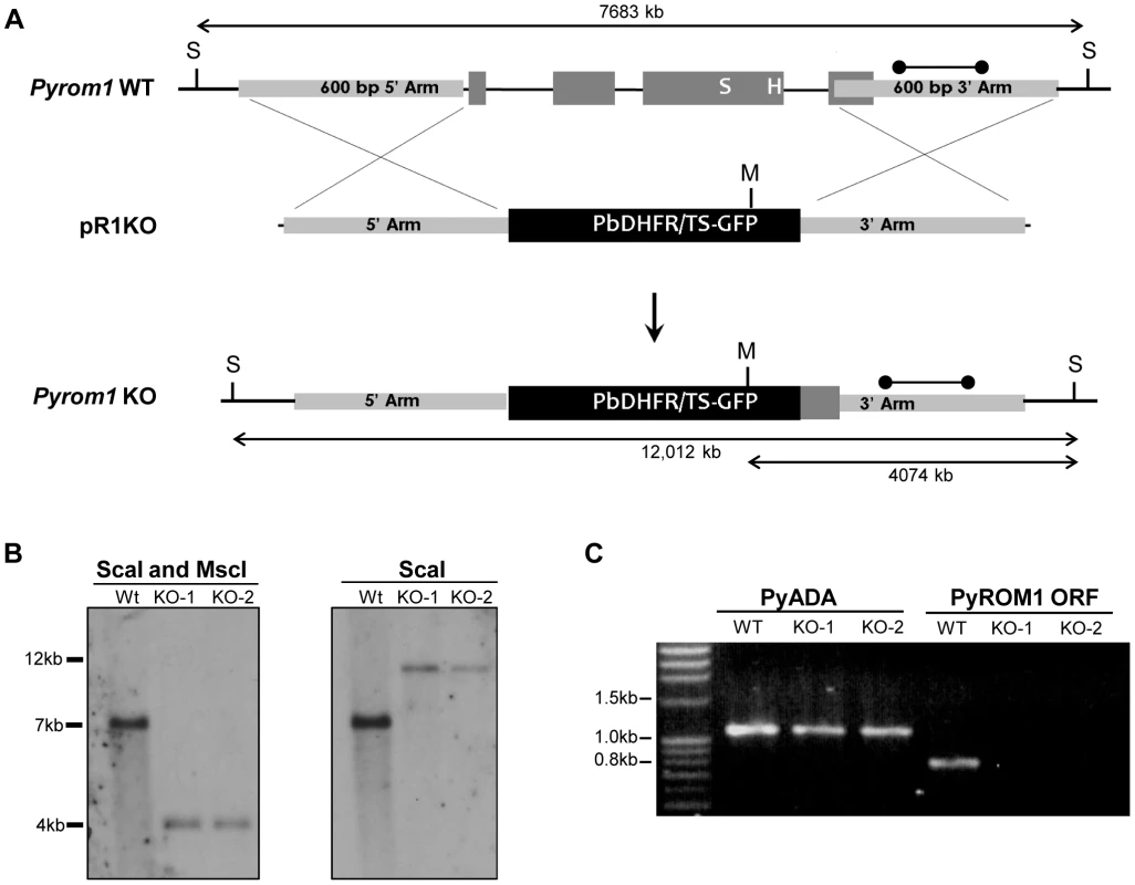 Generation of <i>pyrom1(-)</i> parasites by allelic exchange.