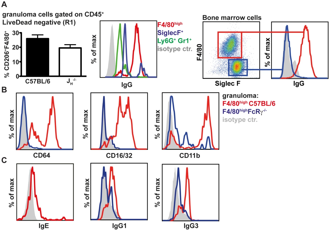 Macrophages are the major IgG<sup>high</sup> population in the granuloma following challenge <i>Hp</i> infection and express high levels of antibody and complement receptors.