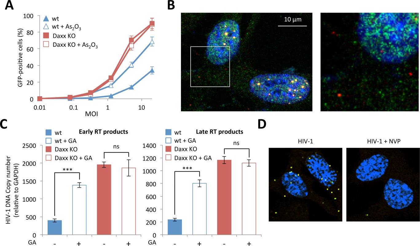 (A) Wt or Daxx KO MEFs were treated with 2.5 μM of As<sub>2</sub>O<sub>3</sub> during 24h and cells were infected at different MOI with HIV-1 vector during 48h. The percentage of GFP expressing cells was determined by flow cytometry.