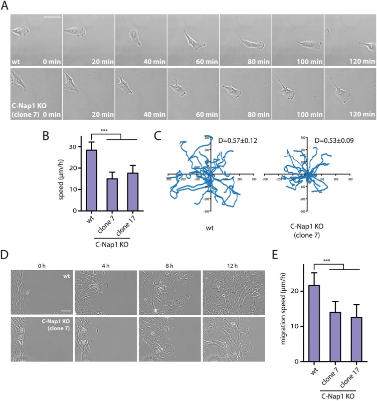 RPE1 C-Nap1 KO cells have reduced migration speed.