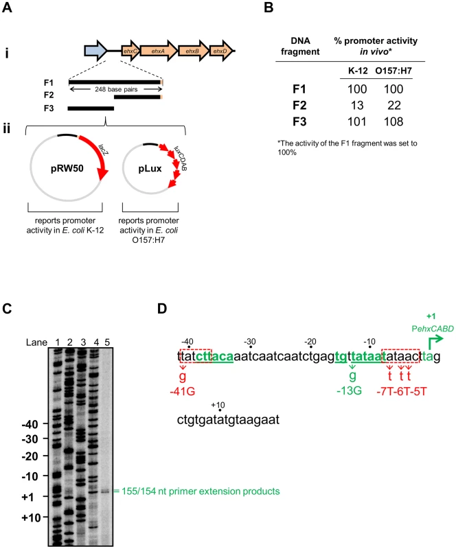 Identification of the<i>ehxCABD</i> promoter.