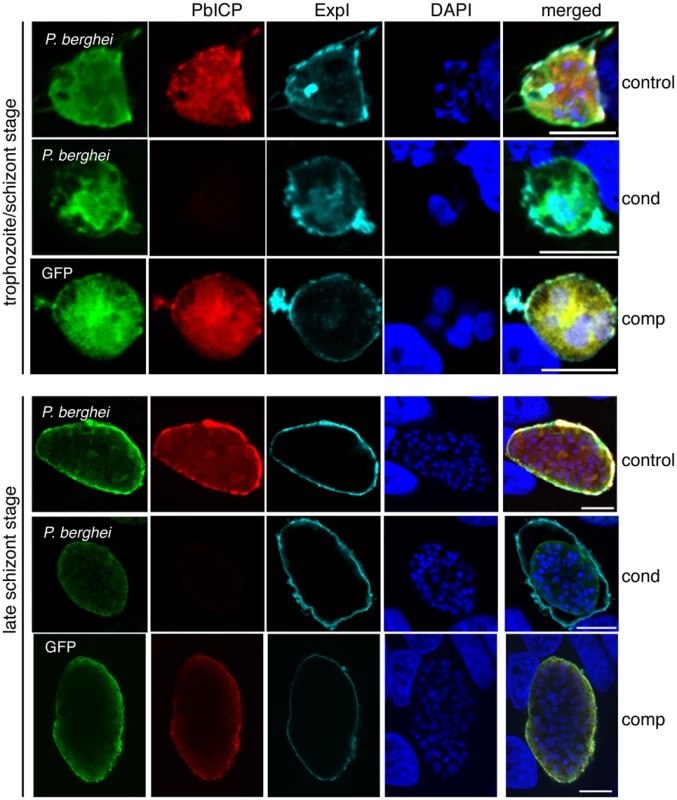 Morphological differences in PbICP<sub>cond</sub> EEF development.