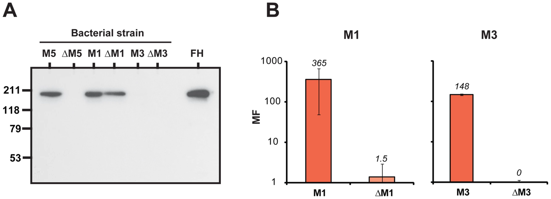 Phagocytosis tests with M1 and M3 strains.