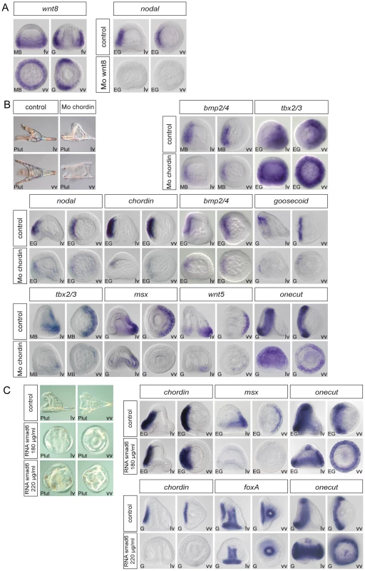 Regulation of D/V patterning by extracellular and intracellular modulators of Nodal and BMP signaling.