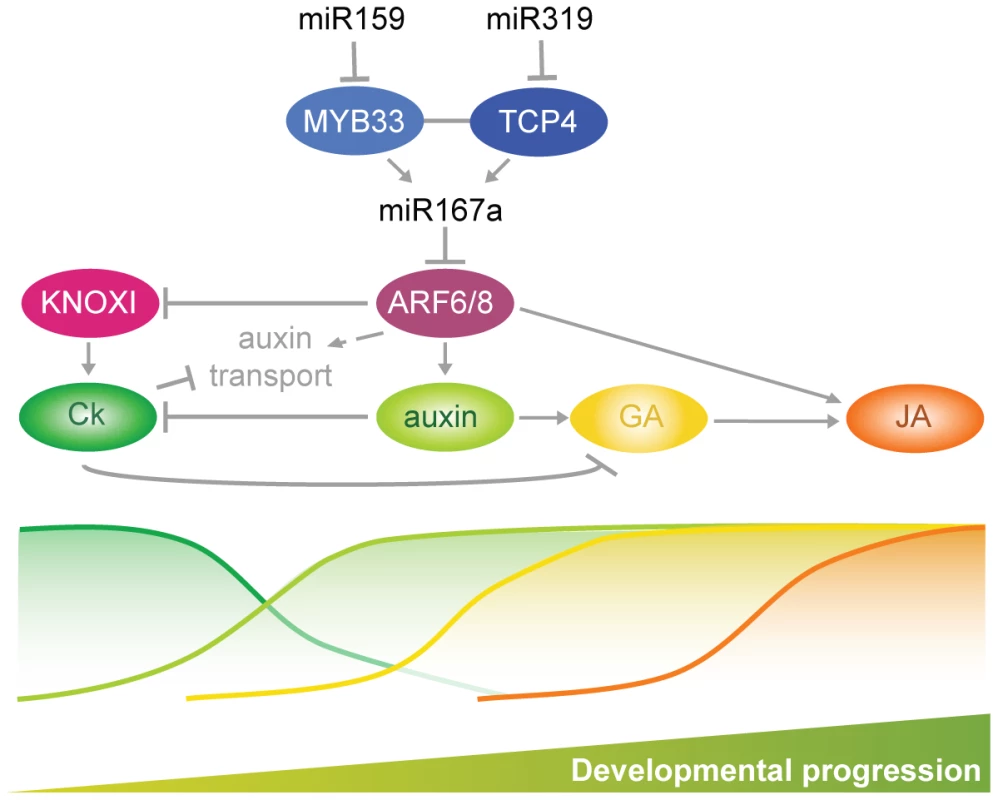 Summary of interactions described in this work driving developmental progression of petals and anthers.