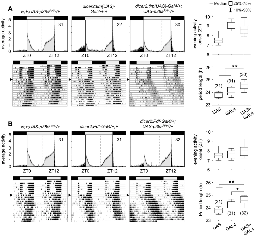 Locomotor activity rhythms of p38a knockdown flies and respective controls.
