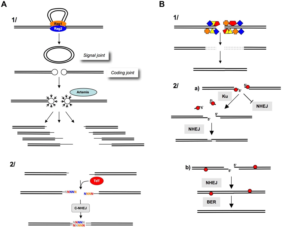 Processing of DNA ends prior to ligation.