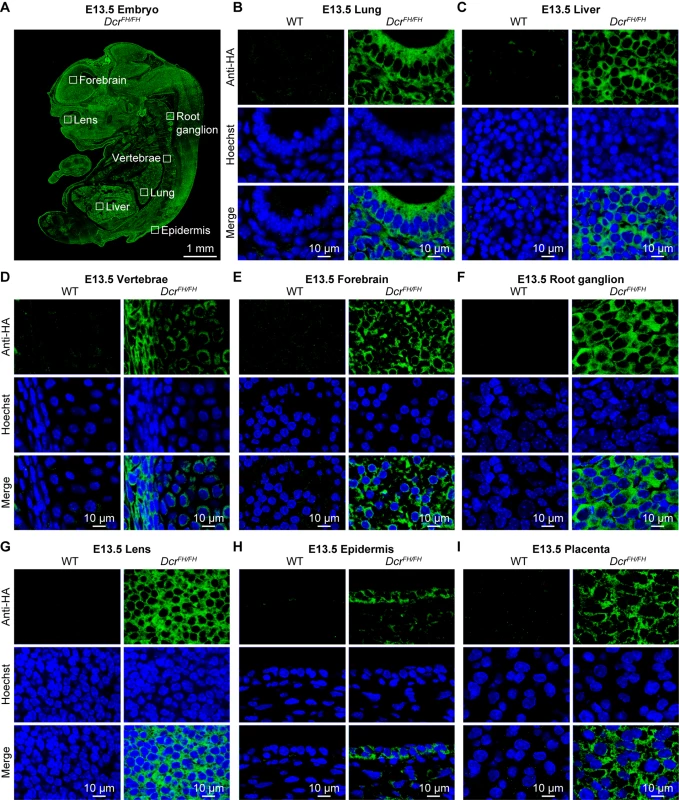 Dicer is solely cytoplasmic during embryogenesis.