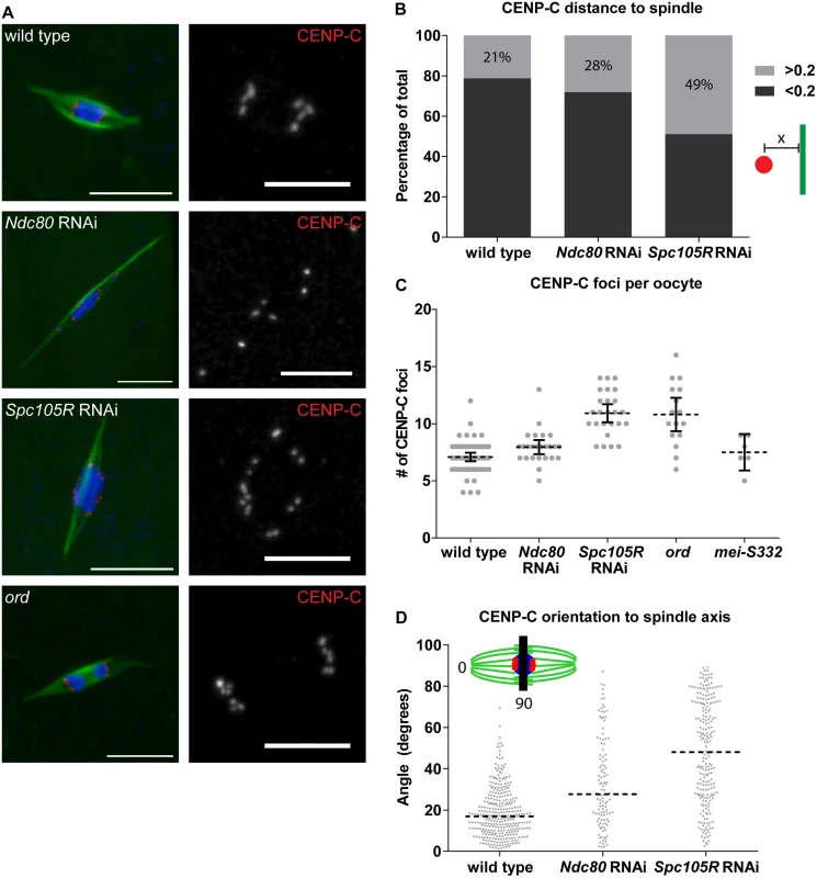 Chromosome orientation depends on the kinetochore in oocytes.