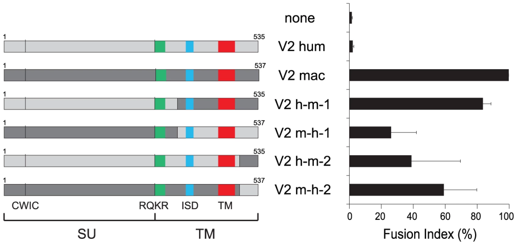 Cell–cell fusion assay for chimeric EnvV2 proteins.