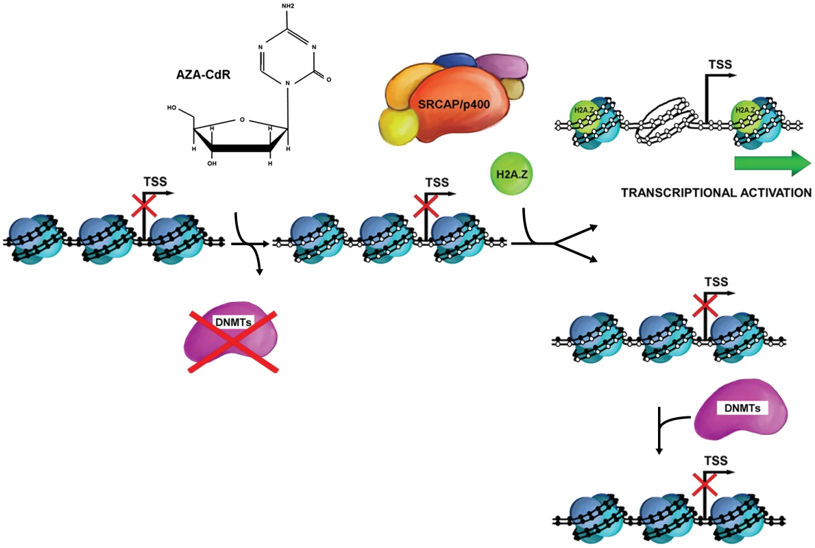 Simplified schematic of 5-Aza-CdR–induced DNA demethylation and chromatin configuration changes.