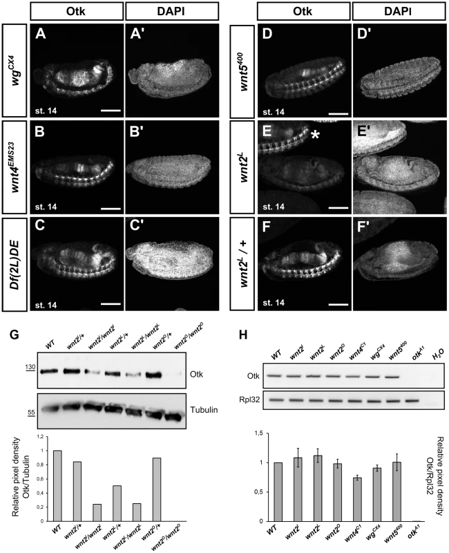Localization of Otk in embryos homozygous mutant for different Wnt family members.