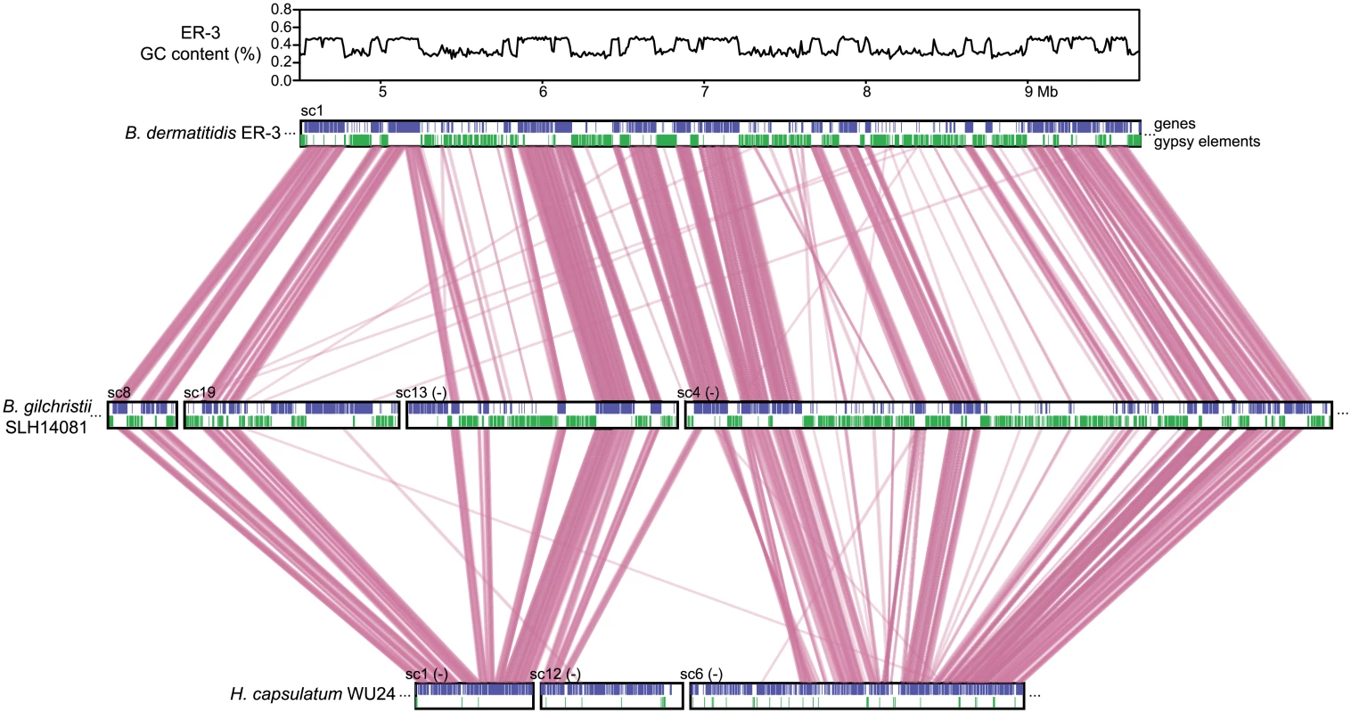Correspondence of GC content and synteny for <i>Blastomyces</i>.