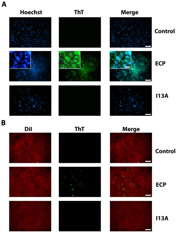 ECP but not I13A form amyloid-like aggregates on the surface of bacteria and membranes.