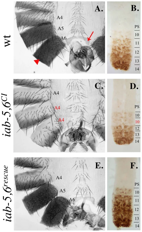<i>iab-5,6<sup>CI</sup></i> phenotype and rescue.