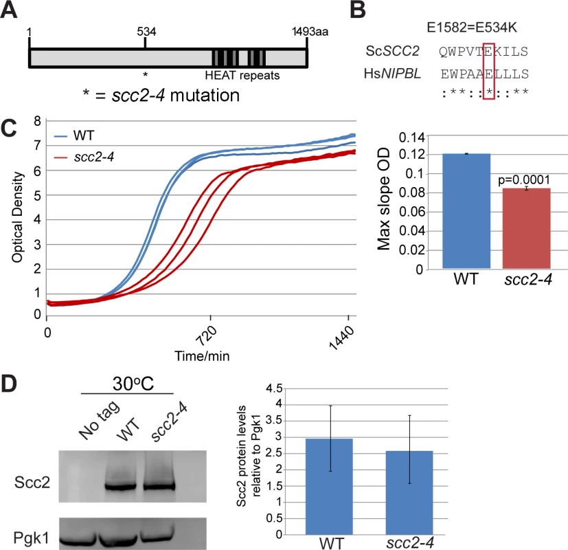 <i>scc2-4</i> is a partial loss of function mutation.