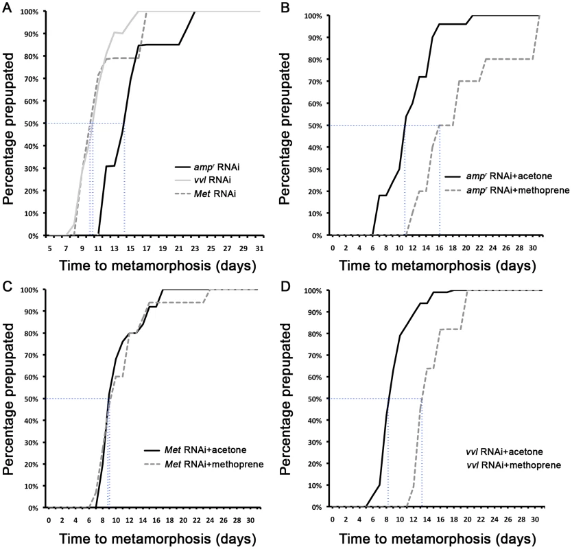 The timing of metamorphosis initiation in larvae treated with <i>vvl</i> dsRNA and 5 ng methoprene.