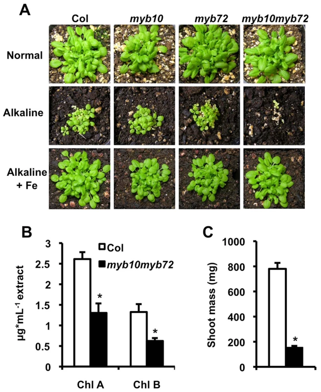 <i>MYB10</i> and <i>MYB72</i> are required under iron deficiency.