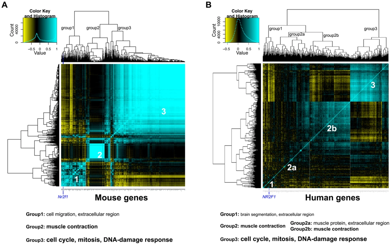 Global gene expression analysis reveals potential processes associated with <i>Nr2f1/NR2F1</i> transcript levels.