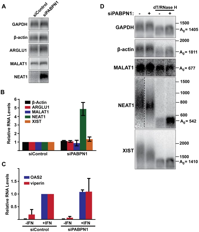 Effects of PABPN1 knockdown on steady-state levels and poly(A) tail lengths of endogenous RNAs.